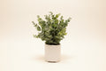Eucalyptus in Bubble Ceramic Pot