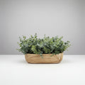 Short Wooden Oval Potted Eucalyptus