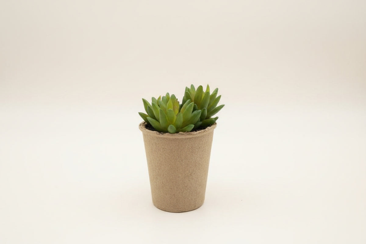 Succulents in Paper Mache Pots