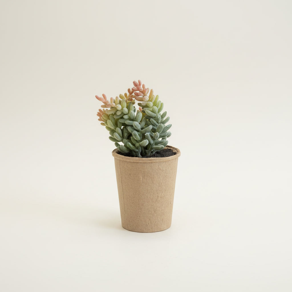 Succulents in Paper Mache Pots