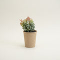 Succulents in Paper Mache Pots