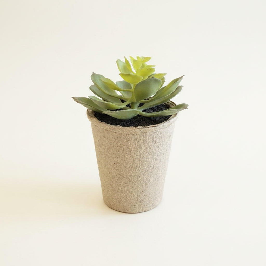 Succulents in Paper Mache Pots