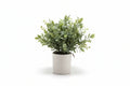 Eucalyptus in White Woven Textured Vase
