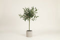 Faux Potted Olive Tree | 24"
