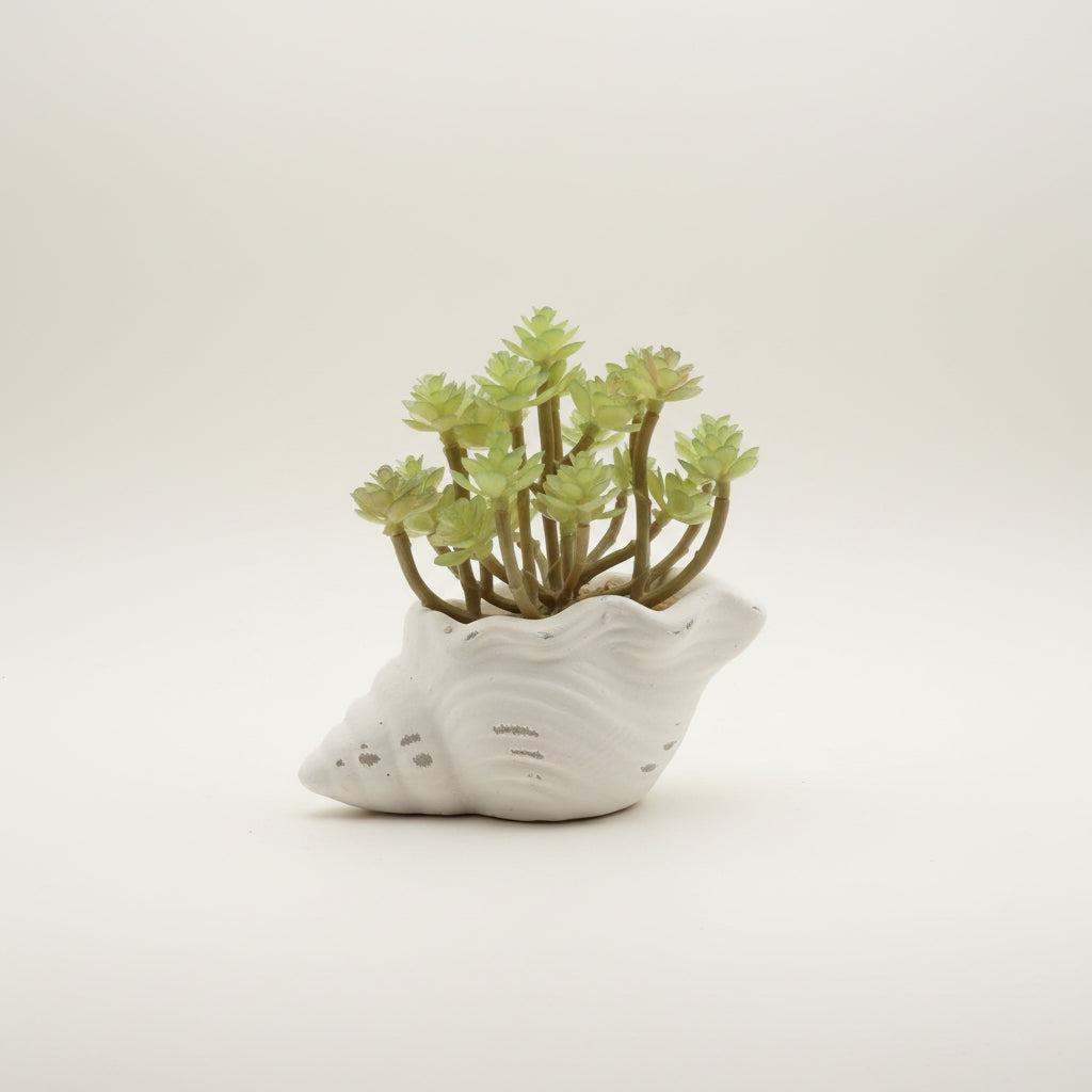 Fuax Succulents in Conch Sea Shells