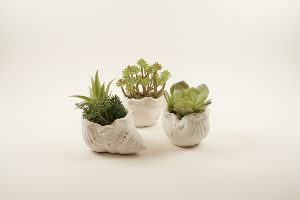 Fuax Succulents in Conch Sea Shells