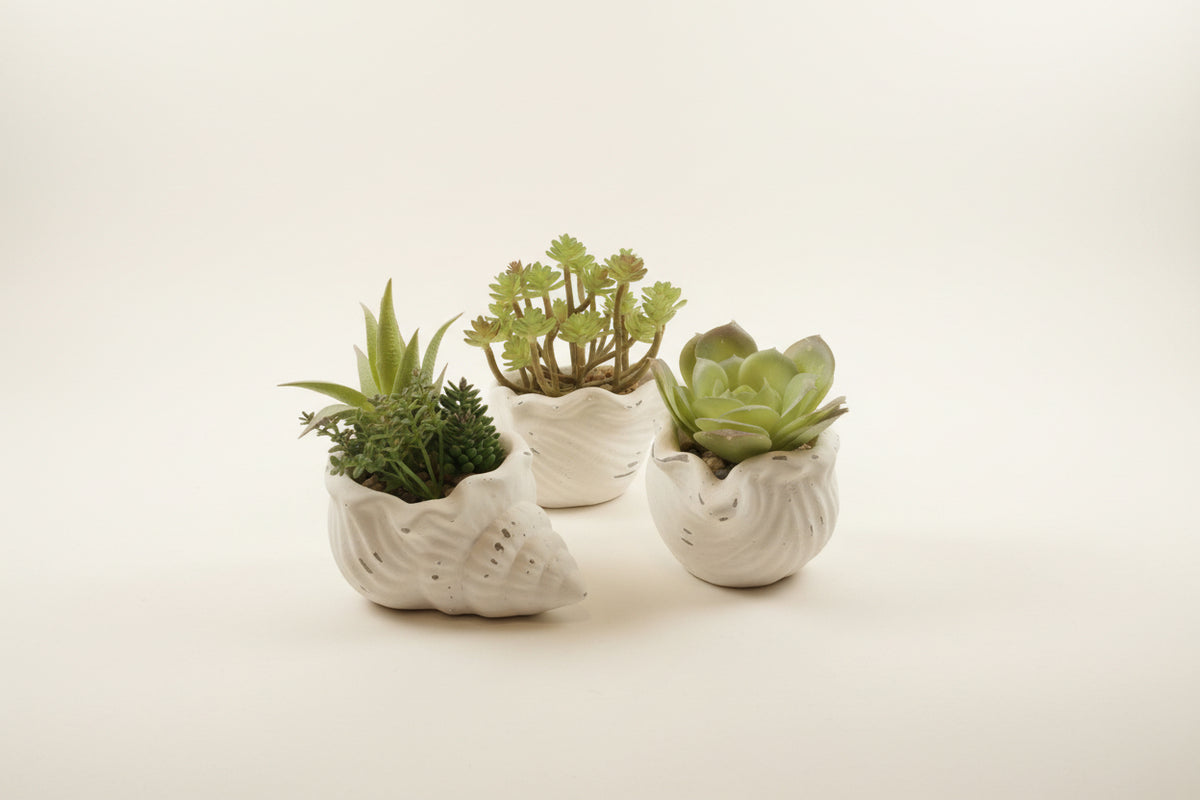 Fuax Succulents in Conch Sea Shells