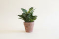 Potted Basil