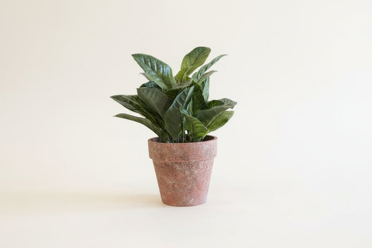 Potted Basil