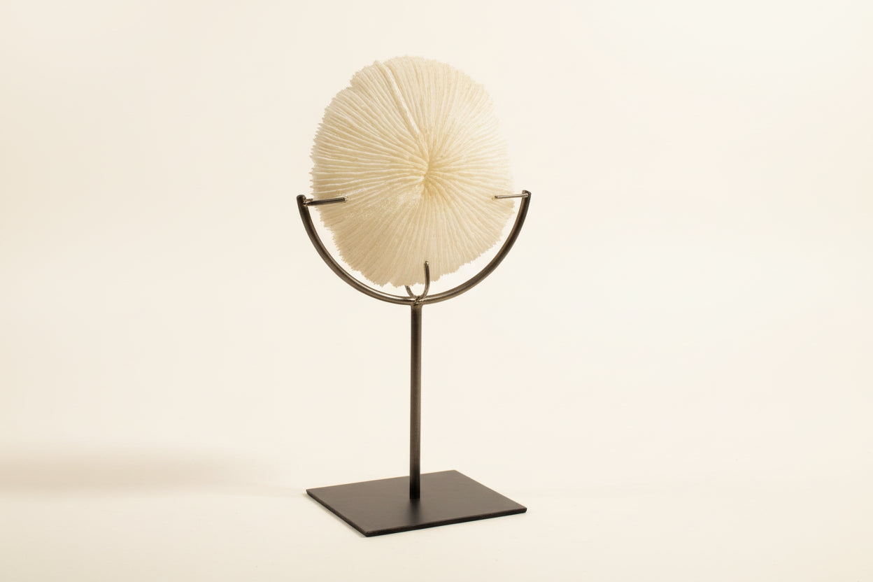 Coral Sand Dollar on Metal Stand
