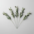 Faux Olive Stems | 14"