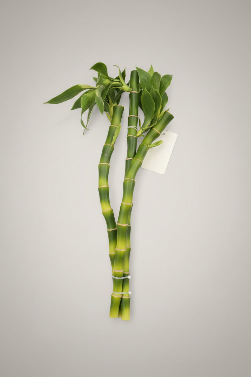 Bamboo Stem 3pc Bundle