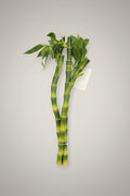 Bamboo Stem 3pc Bundle