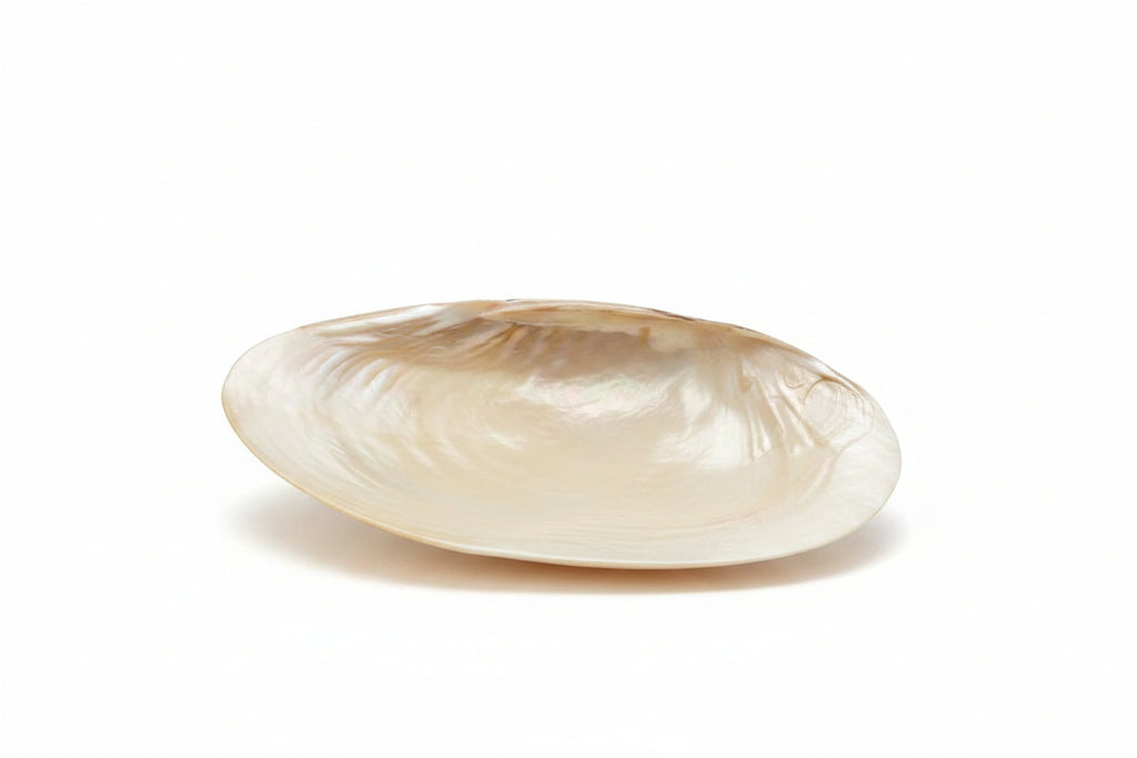 Elegant Silk Oyster Decorative Tray