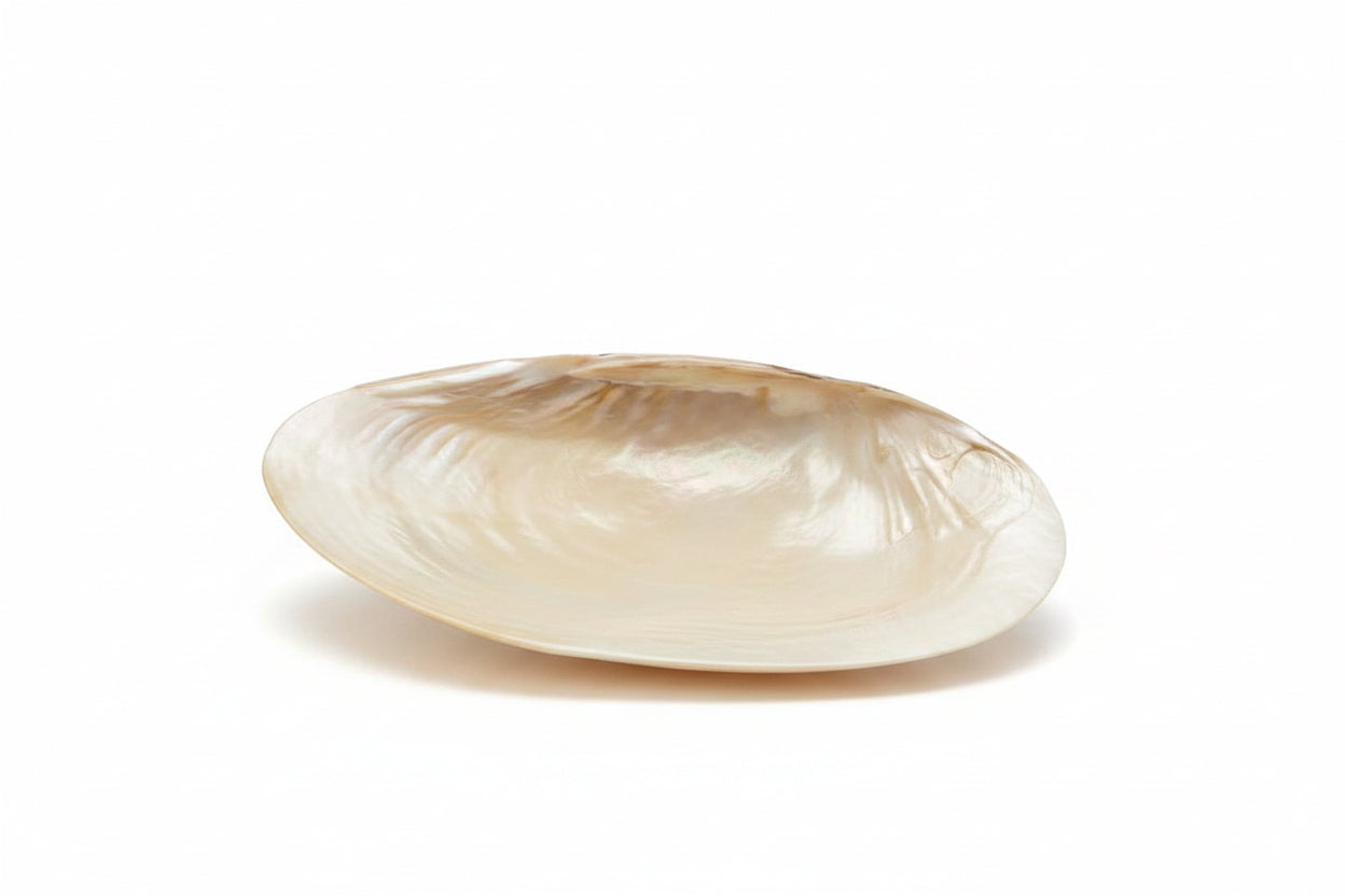 Elegant Silk Oyster Decorative Tray