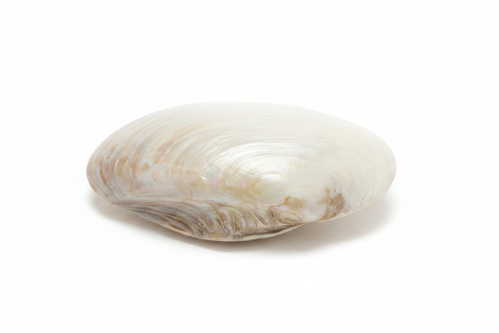 Elegant Silk Oyster Decorative Tray