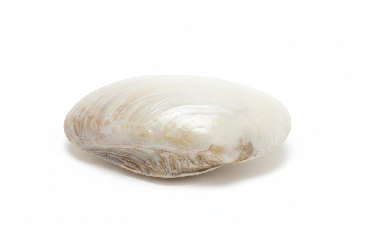 Elegant Silk Oyster Decorative Tray