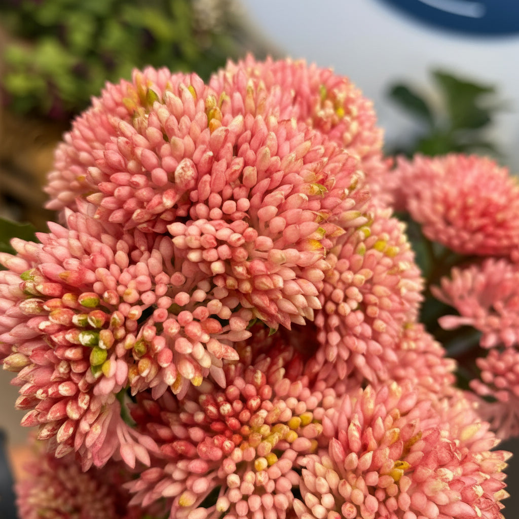 Pink Chrysanthemum Floral Stems