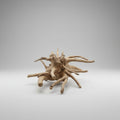 Spider Wood Table Top Decor