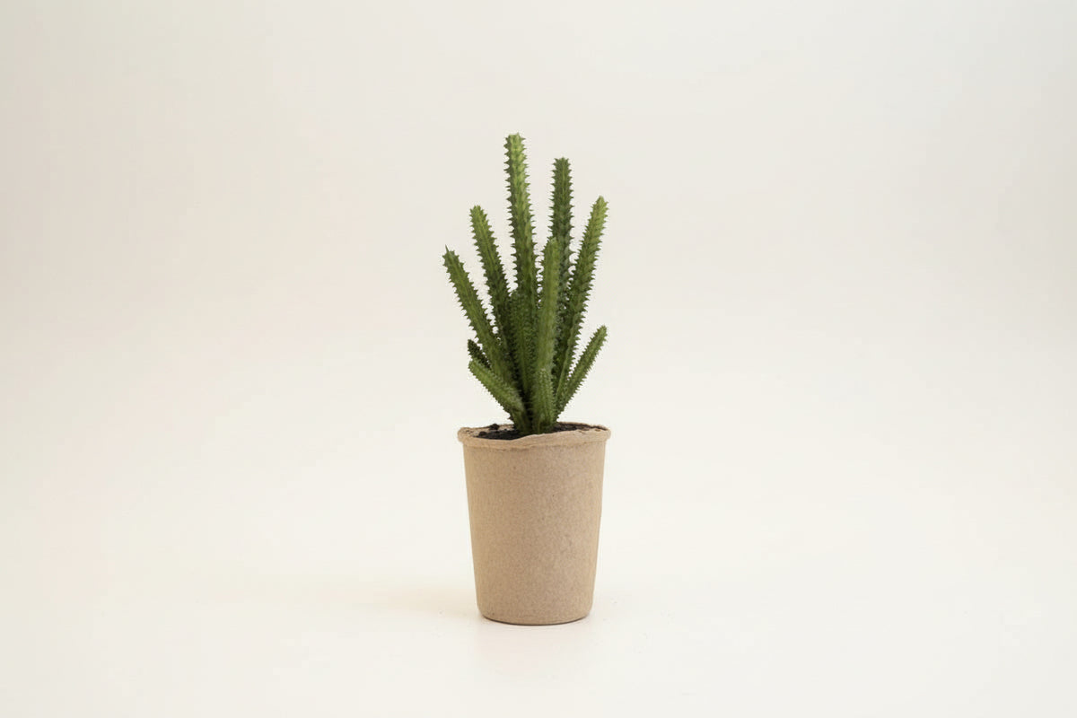 Succulents in Paper Mache Pots