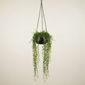 String of Pearls in Hanging Pot