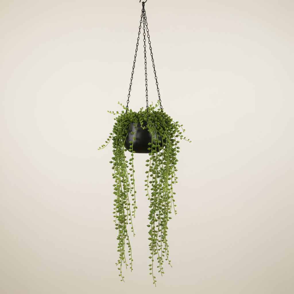 String of Pearls in Hanging Pot