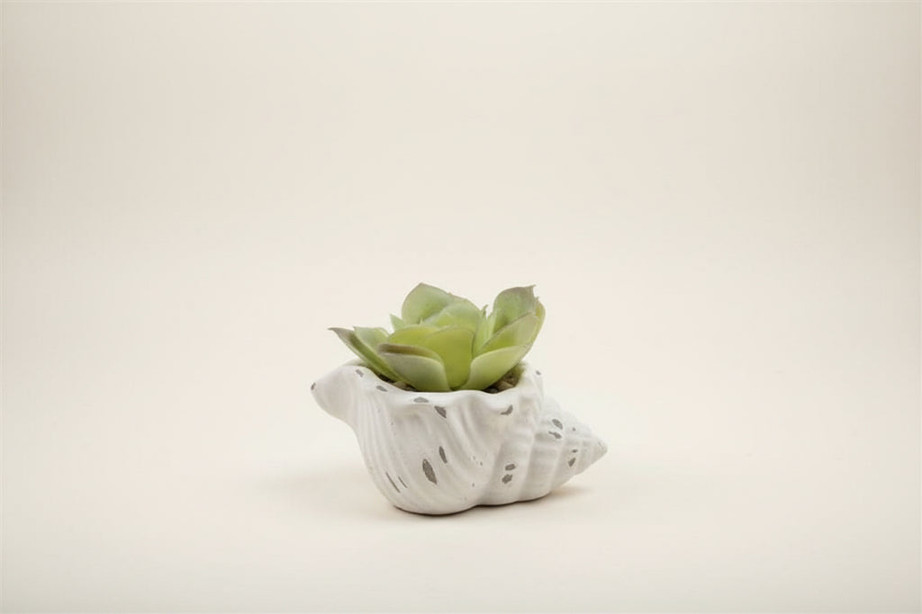 Fuax Succulents in Conch Sea Shells