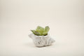 Fuax Succulents in Conch Sea Shells