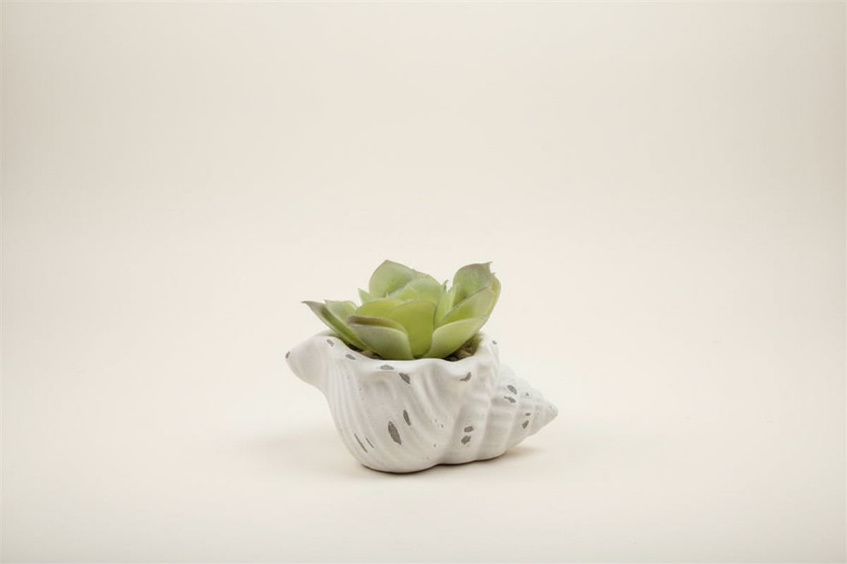 Fuax Succulents in Conch Sea Shells