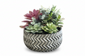 Round Succulent Arrangement