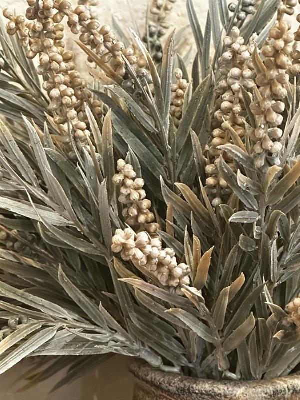Millet Grass Stem