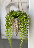7" Brentwood Hanging Baske