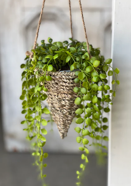 7" Brentwood Hanging Baske