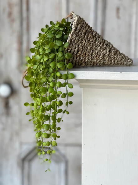 7" Brentwood Hanging Basket