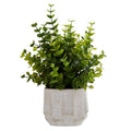 Eucalyptus In Cement Pot