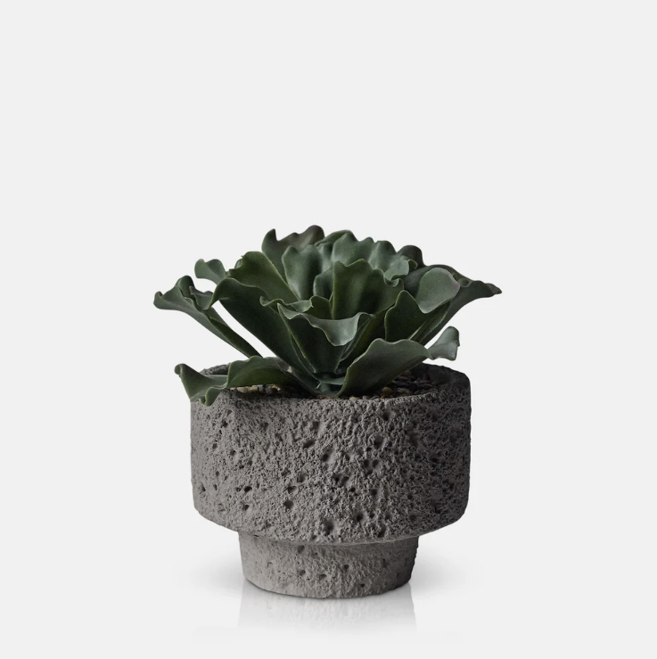 Abigail Ahern | Artificial Kalanchoe