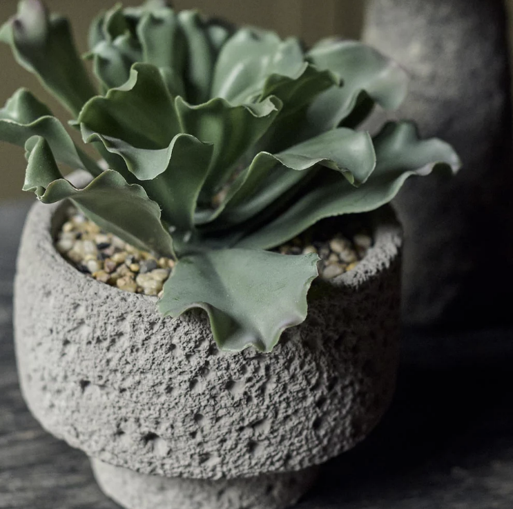 Abigail Ahern | Artificial Kalanchoe