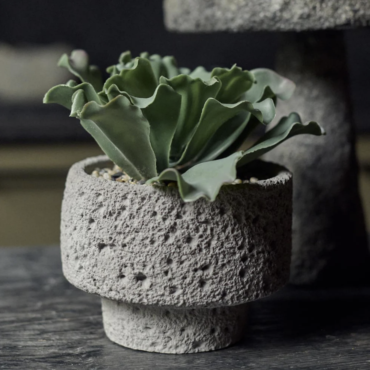 Abigail Ahern | Artificial Kalanchoe