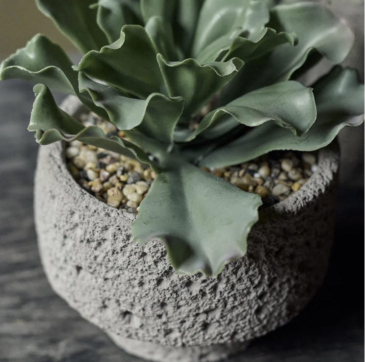 Abigail Ahern | Artificial Kalanchoe